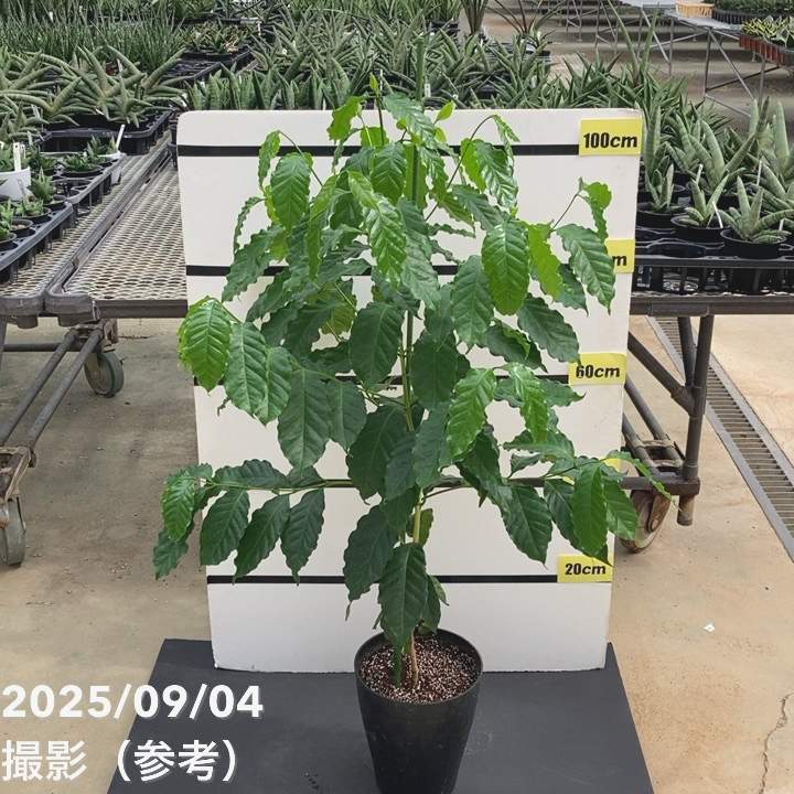 コーヒーの木 7号｜s200｜観葉02-D2 | 観葉・多肉,コーヒーの木 | 赤塚