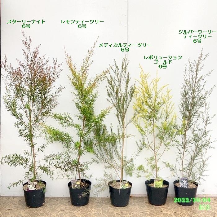 レプトスペルマム スターリーナイト 6号大株 ※お届けに10日程度かかる場合がございます。|花木10-TN