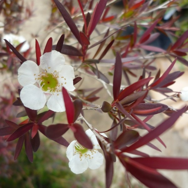 レプトスペルマム スターリーナイト 6号大株 ※お届けに10日程度かかる場合がございます。|花木10-TN