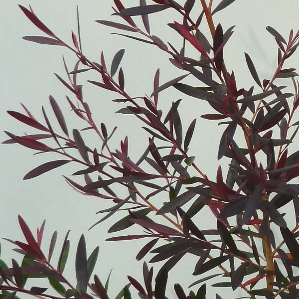 レプトスペルマム スターリーナイト 6号大株 ※お届けに10日程度かかる場合がございます。|花木10-TN