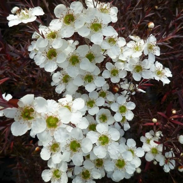 レプトスペルマム スターリーナイト 6号大株 ※お届けに10日程度かかる場合がございます。|花木10-TN