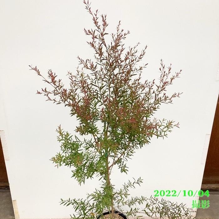 レプトスペルマム スターリーナイト 6号大株 ※お届けに10日程度かかる場合がございます。|花木10-TN