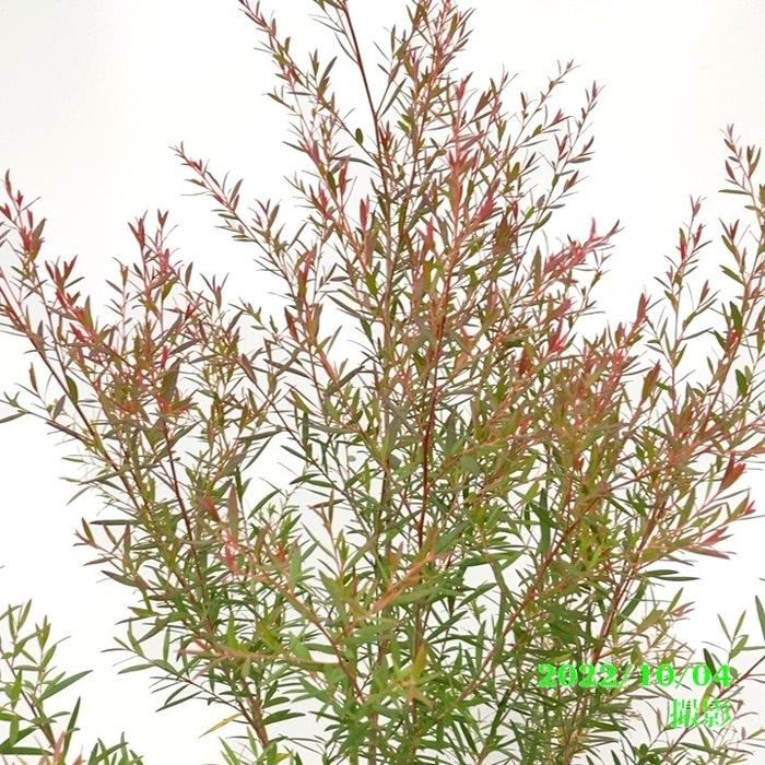 レプトスペルマム スターリーナイト 6号大株 ※お届けに10日程度かかる場合がございます。|花木10-TN