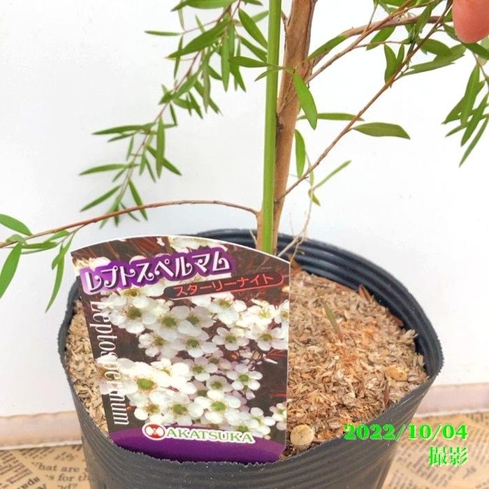 レプトスペルマム スターリーナイト 6号大株 ※お届けに10日程度かかる場合がございます。|花木10-TN