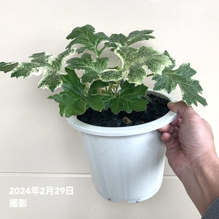 斑入りアカンサスモリス タスマニアンエンジェル 6号大株｜草花04-PA