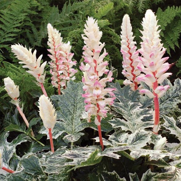 斑入りアカンサスモリス タスマニアンエンジェル 6号大株｜草花04-PA