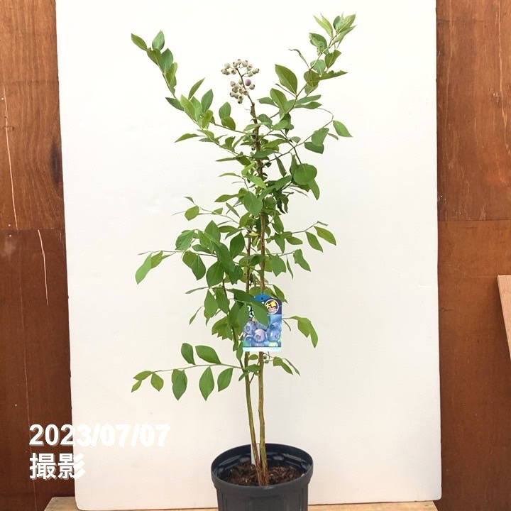 数量限定】ブルーベリー大株 ラビットアイ系 パウダーブルー 6号｜果樹