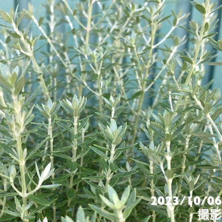 ウェストリンギア ブルージェム 5号ロングスリット鉢｜花木10-TU