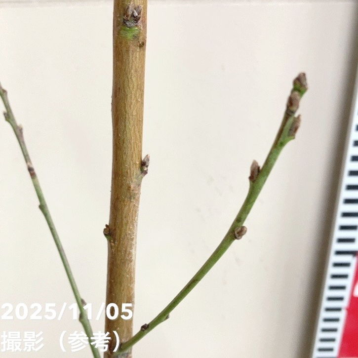 桃 清水白桃 4号ロングポット|果樹04-PA