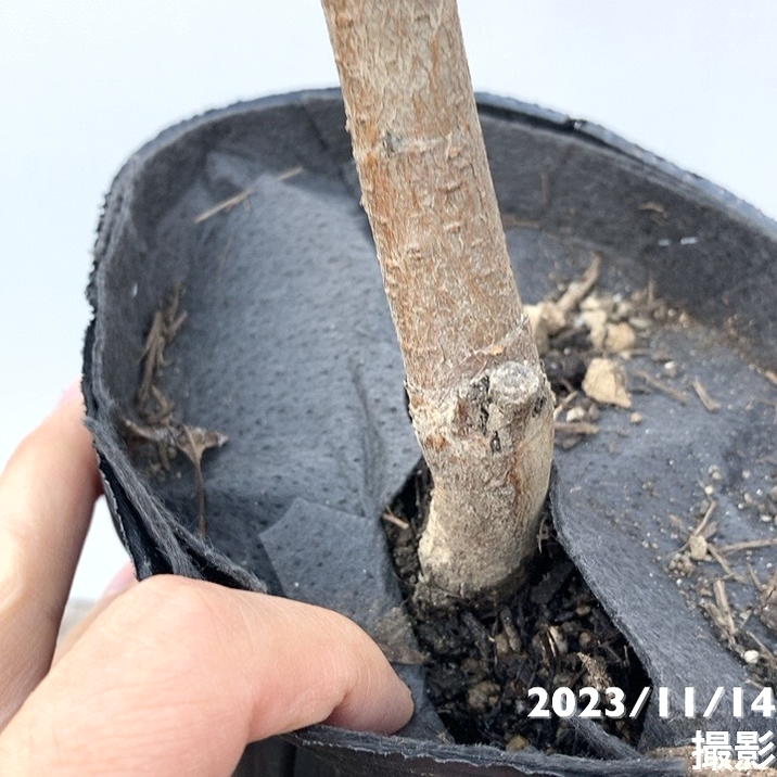 桃 清水白桃 4号ロングポット|果樹04-PA