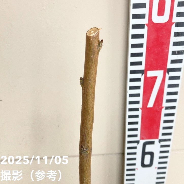 桃 清水白桃 4号ロングポット|果樹04-PA