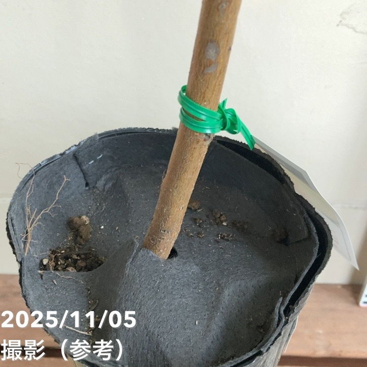 桃 清水白桃 4号ロングポット|果樹04-PA