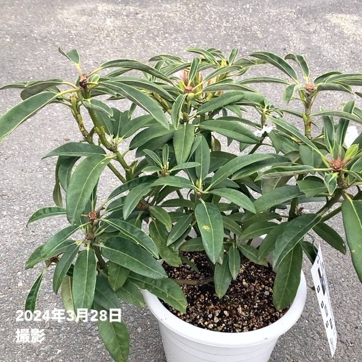 訳あり】シャクナゲ 7号 ギンセン（銀泉）｜花木10-TU | 花木・庭木