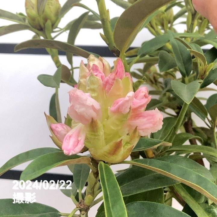 訳あり】シャクナゲ 7号 ギンセン（銀泉）｜花木10-TU | 花木・庭木