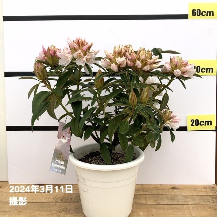 訳あり】シャクナゲ 7号 ギンセン（銀泉）｜花木10-TU | 花木・庭木