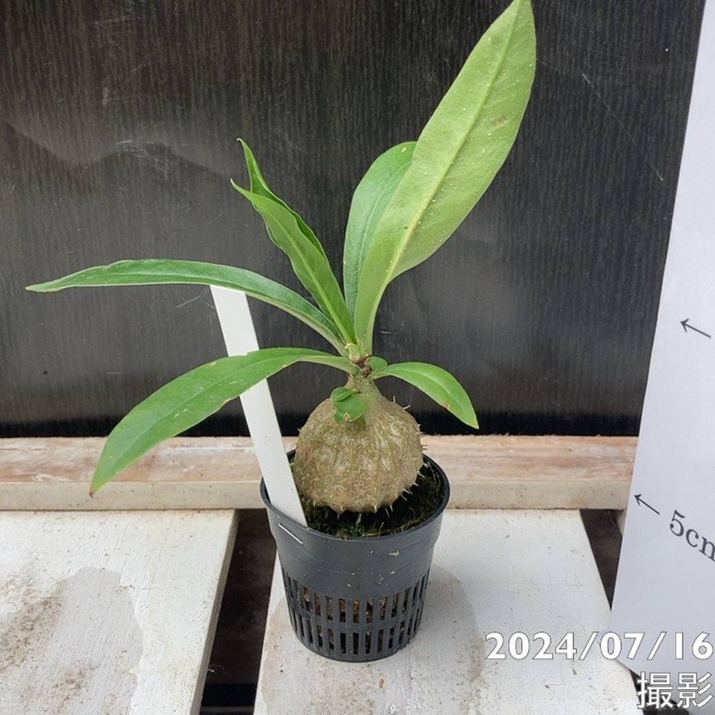 ミルメコディア アラータ myrmecodia alata 実(種子) ミルメコディア：アラータ（ロング）国内実生株2号角鉢 の通販