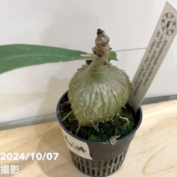 現品お届け】アリ植物 ミルメコディア Myrmecodia schlechteri subsp