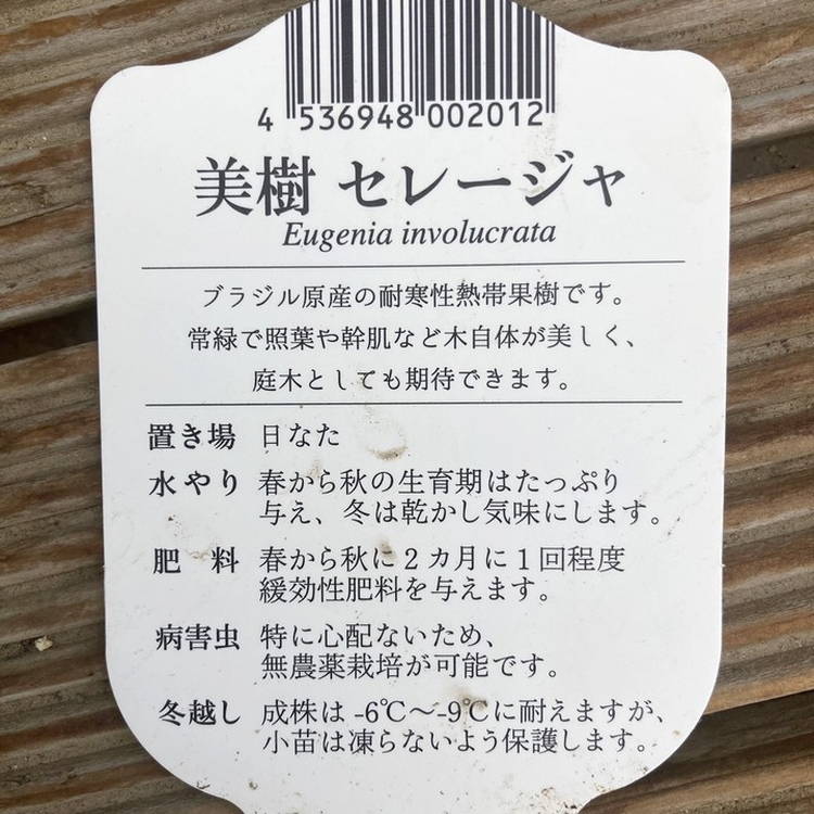 700〓超希少Salacia laevigata 熱帯果樹 実生 700〓超希少Salacia