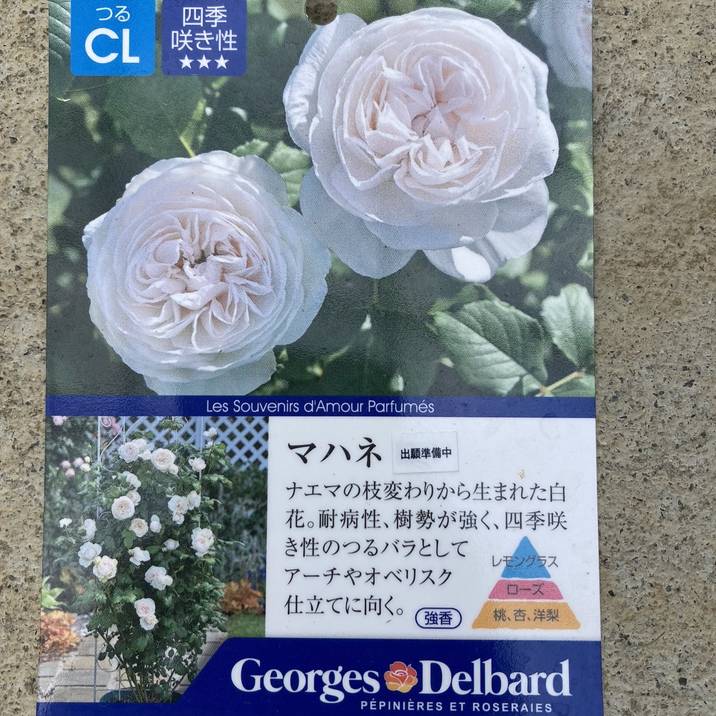数量限定】バラ長尺仕立て マハネ 6号ロングスリット鉢 Delbard