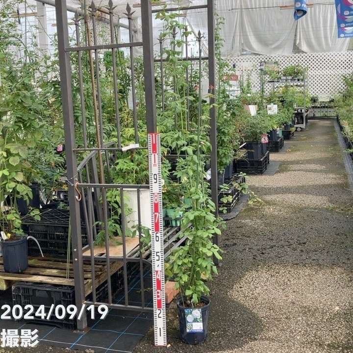 数量限定】バラ長尺仕立て マハネ 6号ロングスリット鉢 Delbard