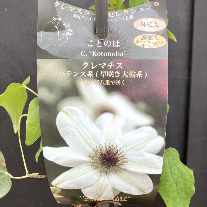 数量限定】クレマチス パテンス系 ことのは 4号 PVP｜草花04-PA | 草花