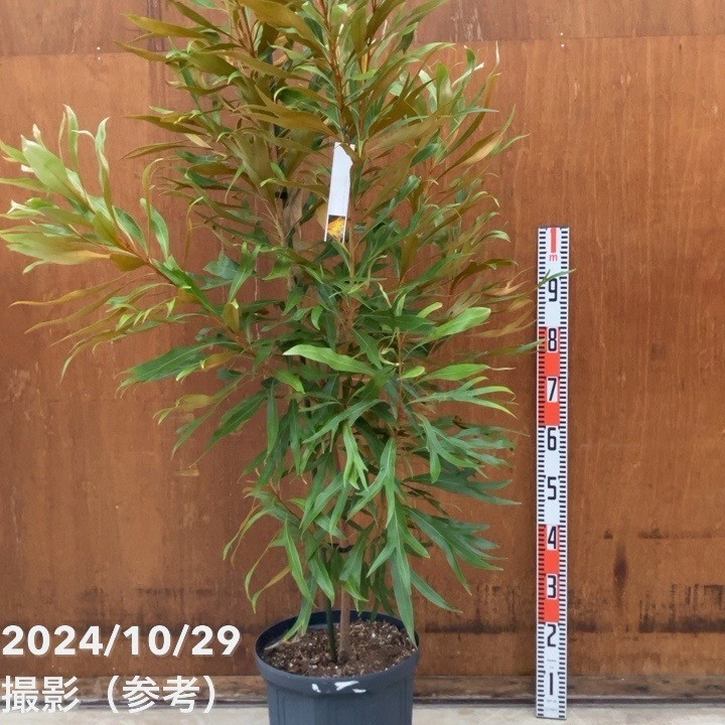 グレビレア ゴールド バイレアナ 10号鉢 全長1.8m 超大株 実生物