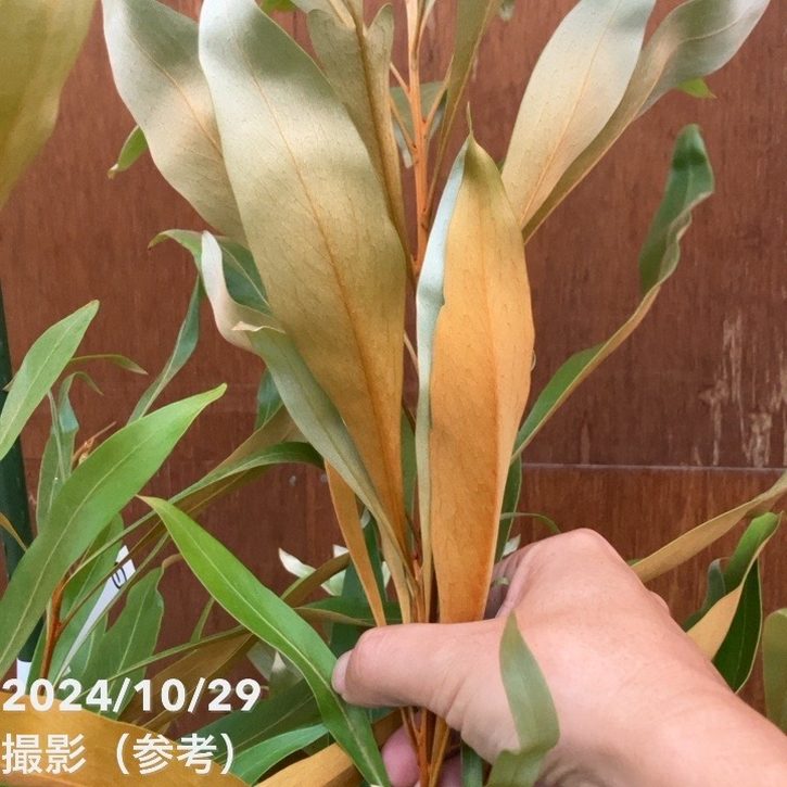 人気のオージープランツ♪　グレビレア　ベイリアナ　ゴールド グレビレア ゴールド バイレヤナ 苗 オージープランツ ドライ