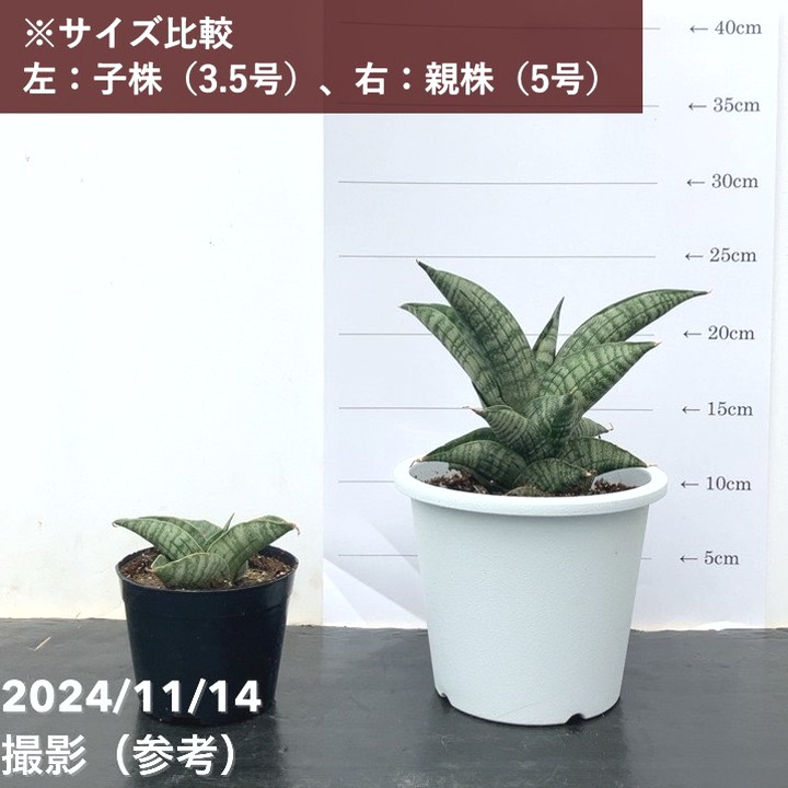決算P5倍！10%OFF！8/2まで】サンスベリア 3.5号 ライオンハート Lion