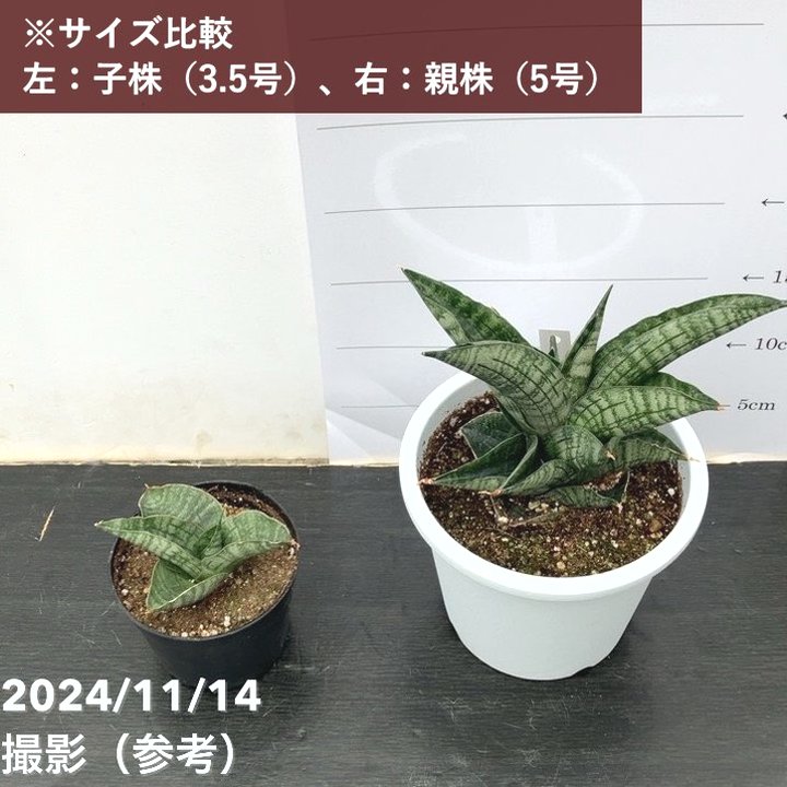 決算P5倍！10%OFF！8/2まで】サンスベリア 3.5号 ライオンハート Lion