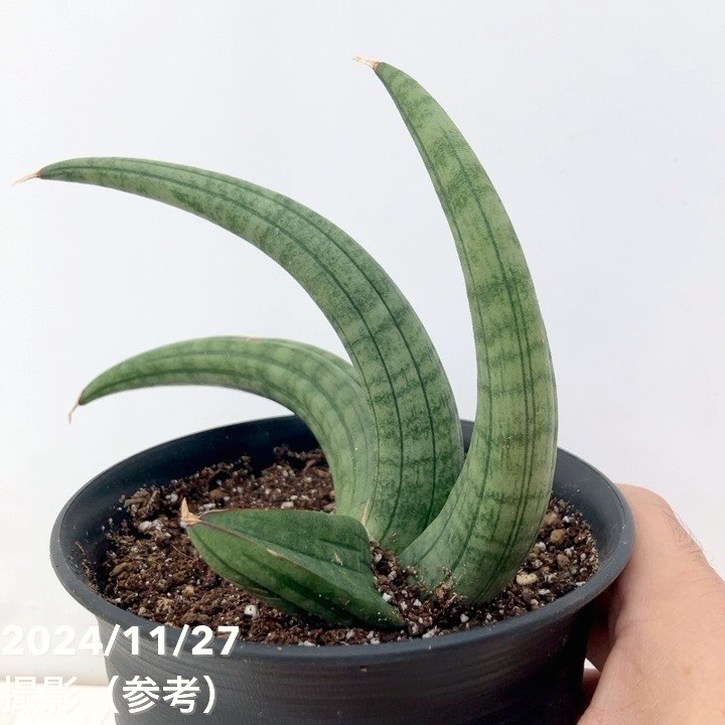 現品お届け】サンスベリア 4号 龍の爪（Dragon nail）黒プラ鉢