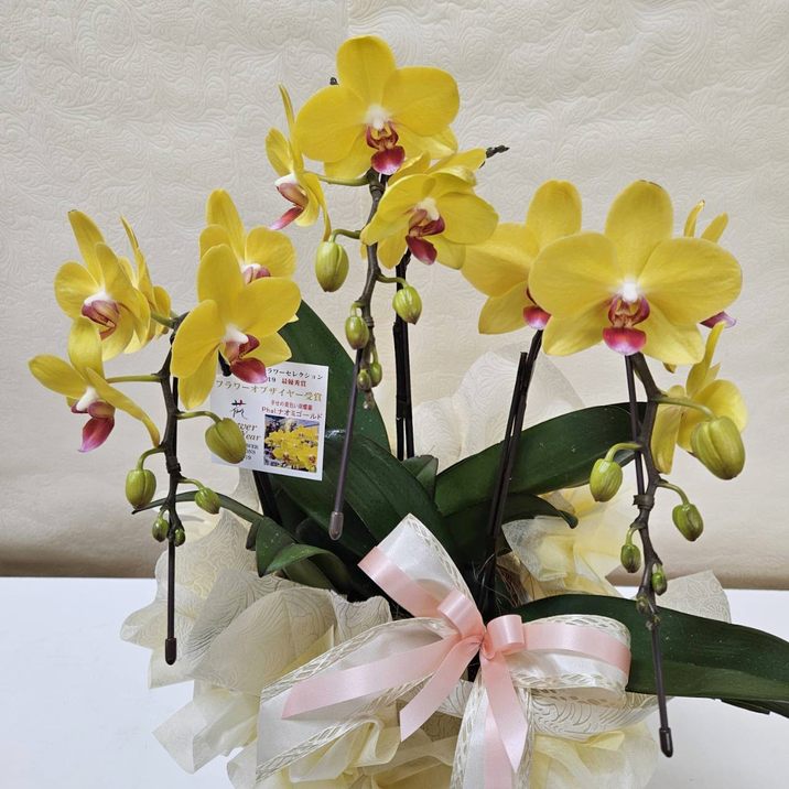 ミディ胡蝶蘭 ナオミゴールド 3本立｜手作04-PA | ギフト,フラワー