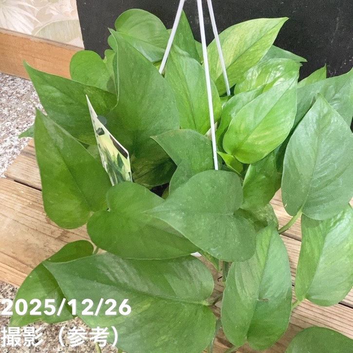 ポトス　グリーンスクラッチ ポトス・グリーンスクラッチ育て方付き｜マーブル柄の美しい品種