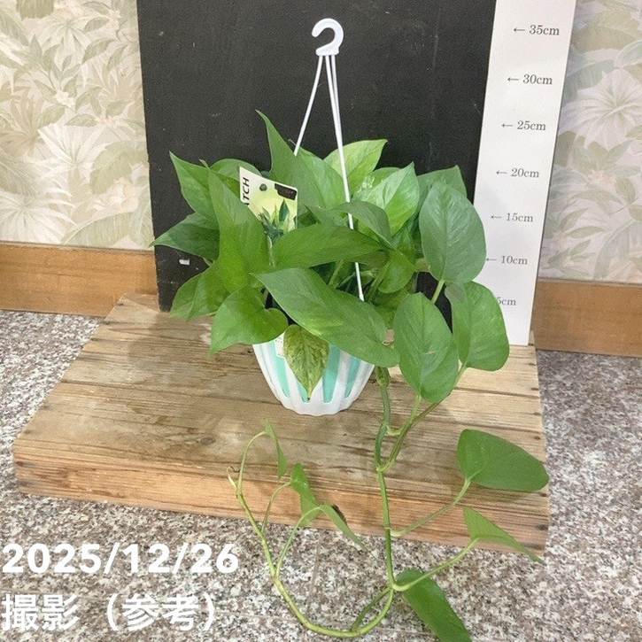 ポトス　グリーンスクラッチ 園芸ネット本店｜ポトス：グリーンスクラッチ 5号吊り鉢 の通販【公式】