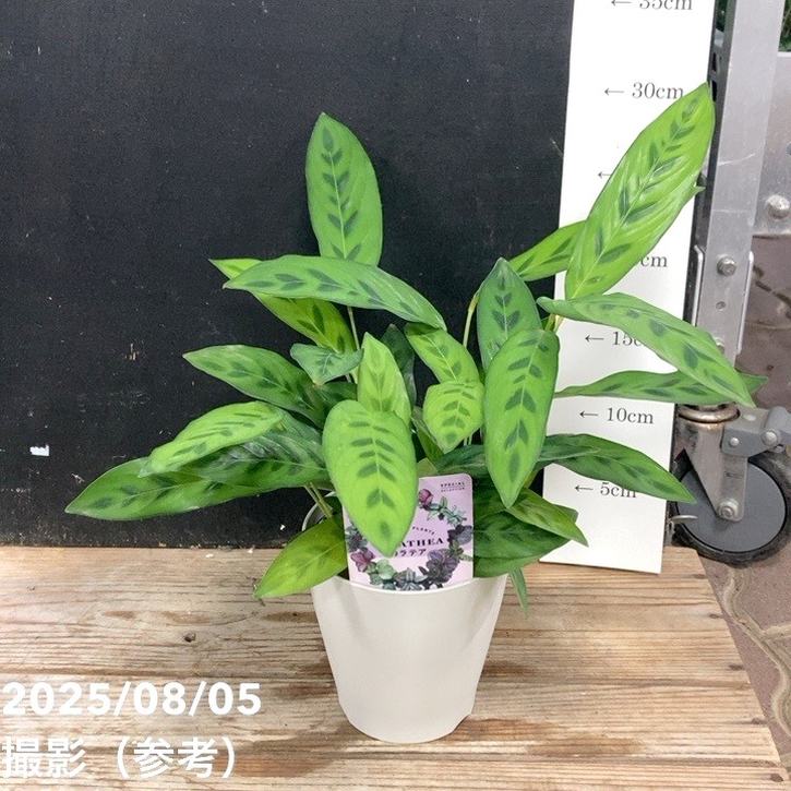 カラテア レオパルディナ クリソベリル 4号｜観葉04-PA | 観葉・多肉