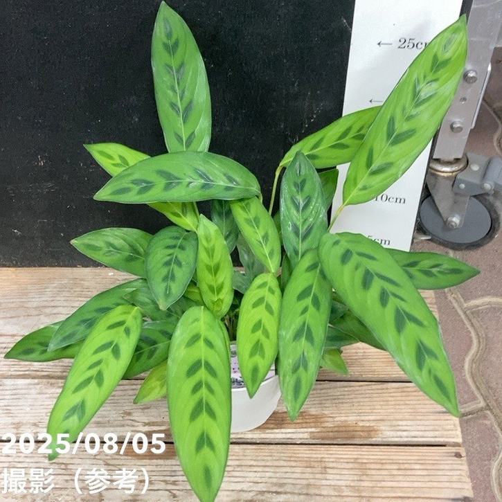 カラテア レオパルディナ クリソベリル 4号｜観葉04-PA | 観葉・多肉