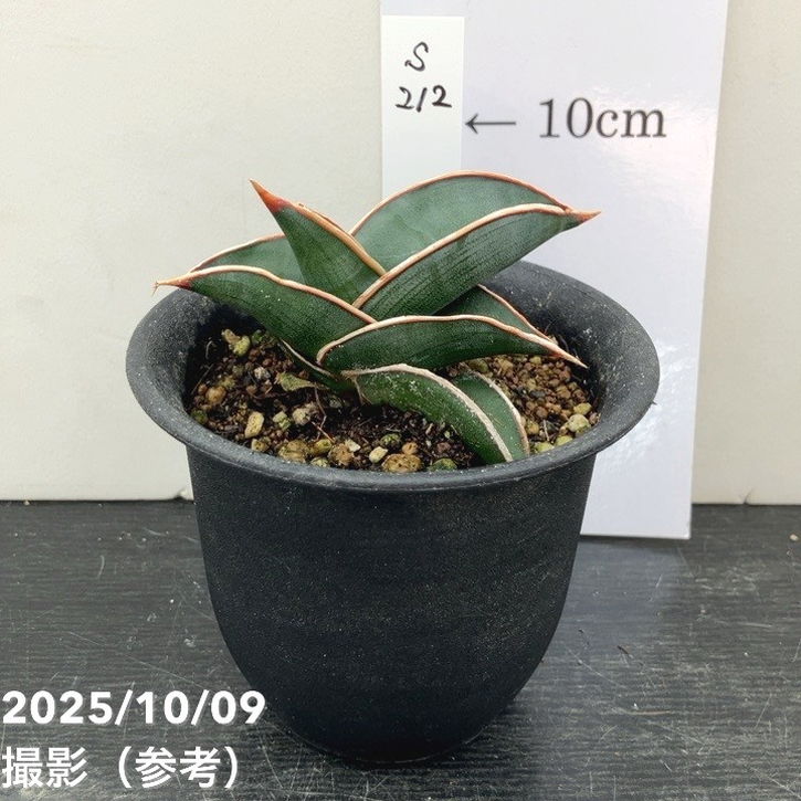 【現品お届け】サンスベリア 3号 ロリダ (S212)|観葉02-D2