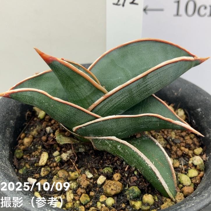 M232 超稀少サンスベリア999 第四種速達付き矮性サンスベリア　痛みあり M232 超稀少サンスベリア999 第四種速達付き矮性サンスベリア