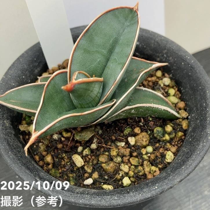 【現品お届け】サンスベリア 3号 ロリダ (S212)|観葉02-D2