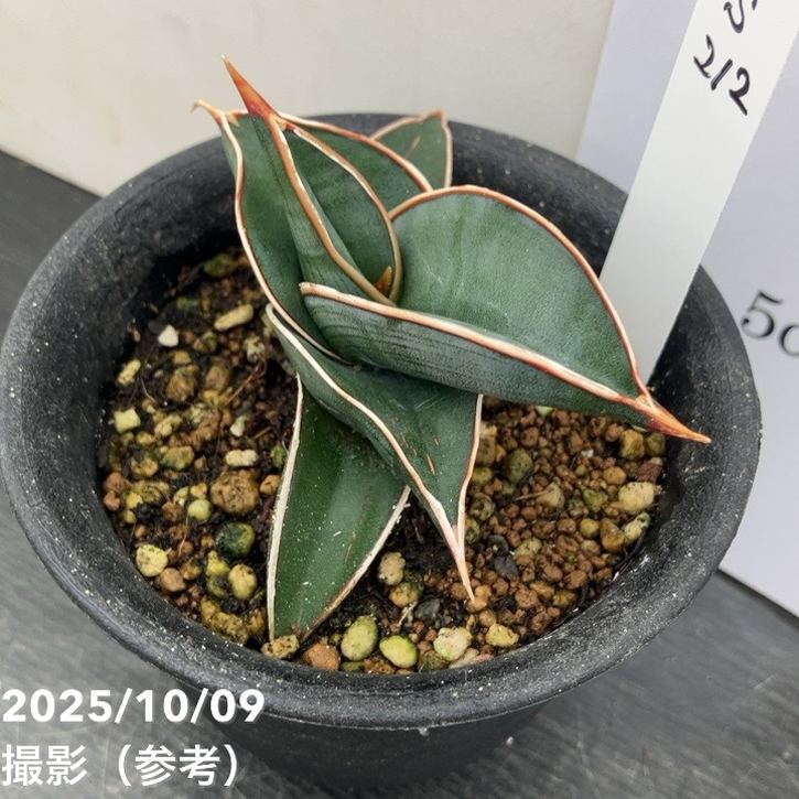 現品お届け】サンスベリア 3号 ロリダ （S212）｜観葉02-D2