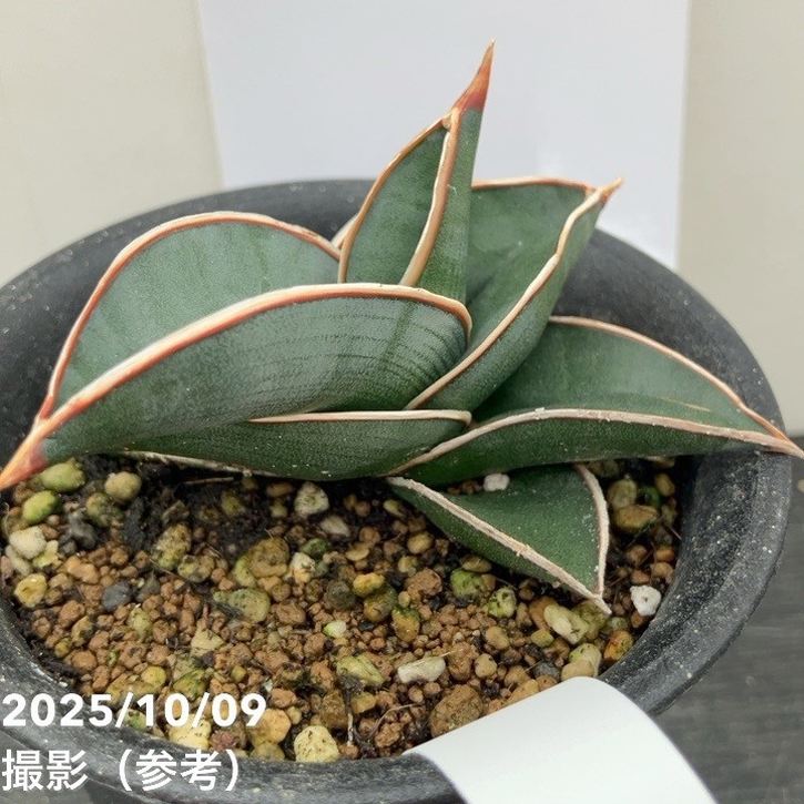 n*m様 S6810★オークション販売★ サンスベリア ロリダ 極上斑入り株！現 n*m様 S6810☆オークション販売☆ サンスベリア ロリダ 極上