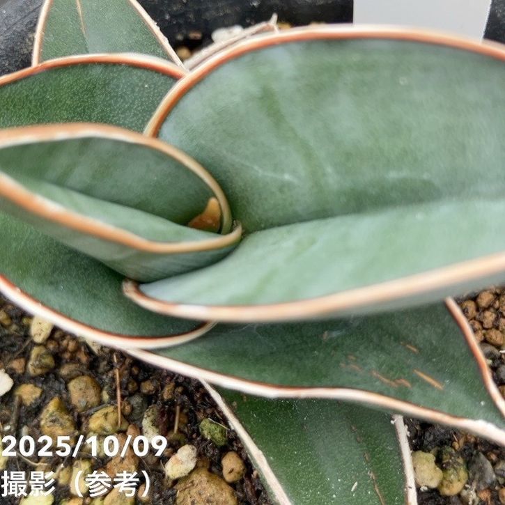 【現品お届け】サンスベリア 3号 ロリダ (S212)|観葉02-D2