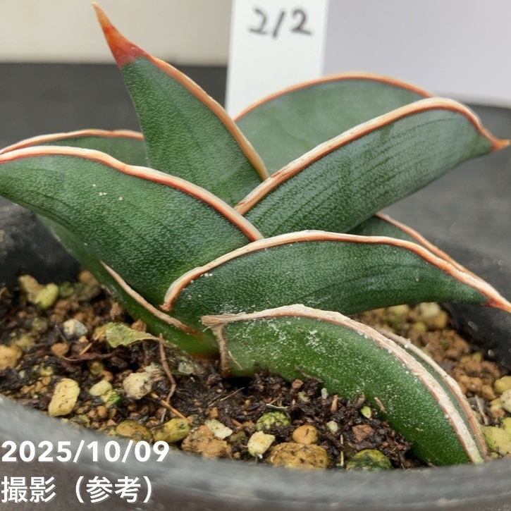 【現品お届け】サンスベリア 3号 ロリダ (S212)|観葉02-D2