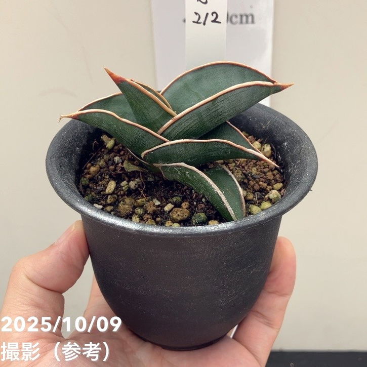 ぶ*た様 S7636★オークション販売★ サンスベリア ロリダ 極上斑入り株！！ ぶ*た様 S7636☆オークション販売☆ サンスベリア ロリダ 極上