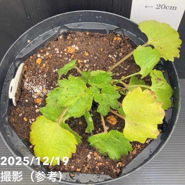 ラナンキュラス ラックス 8号 アイオリア｜草花10-TU | 草花