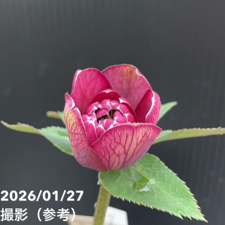 一点物】加藤農園 クリスマスローズ グロッシーカラー 4.5号（KT67