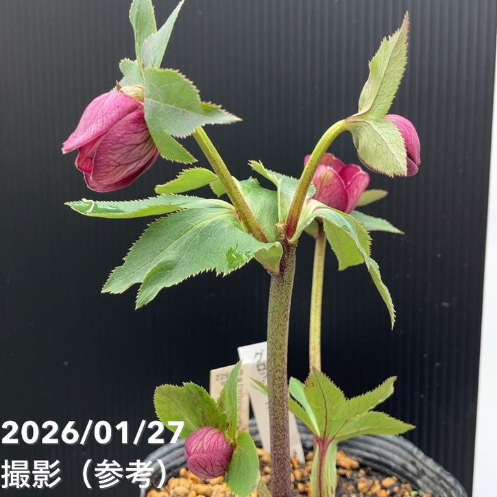 一点物】加藤農園 クリスマスローズ グロッシーカラー 4.5号（KT67