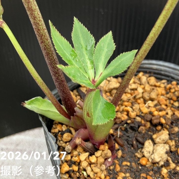 一点物】加藤農園 クリスマスローズ グロッシーカラー 4.5号（KT67