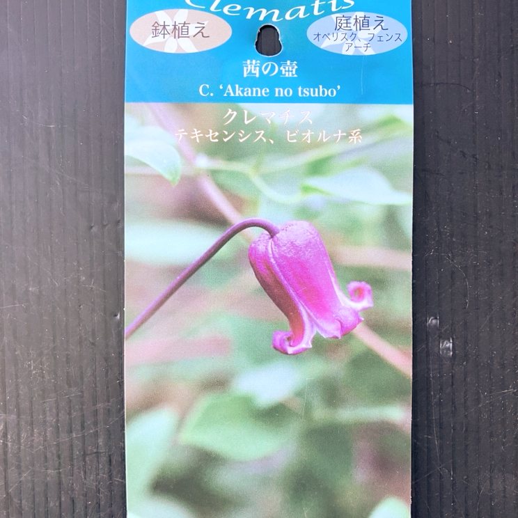 クレマチス テキセンシス ビオルナ系 茜の壺 4.5号｜草花04-PA | 草花
