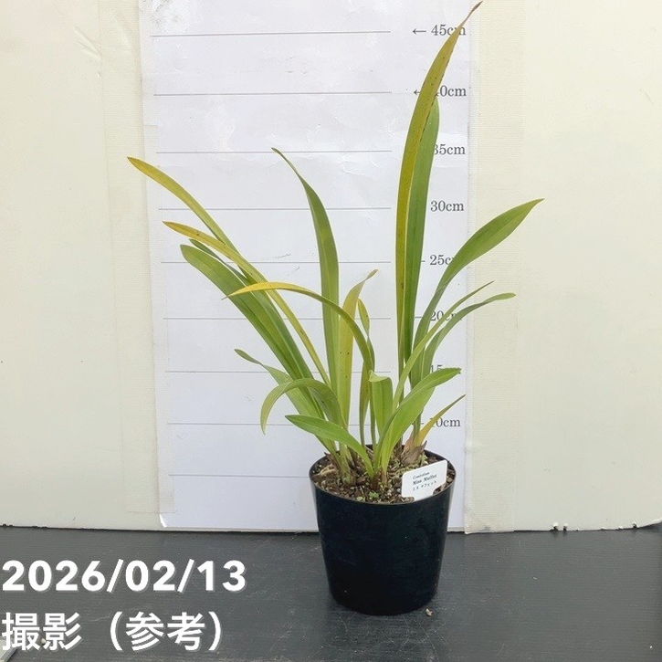 花芽2個＞ミスマフェット 4号｜ミツバチ蘭｜洋蘭04-PA | 草花,蘭