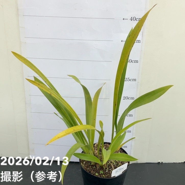 花芽2個＞ミスマフェット 4号｜ミツバチ蘭｜洋蘭04-PA | 草花,蘭